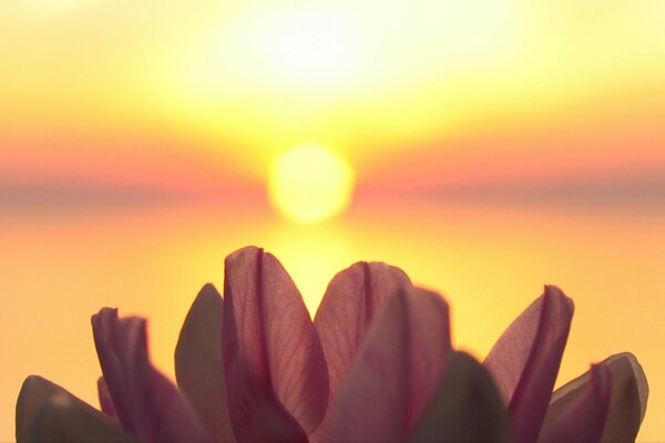 Fleur en fleurs devant le soleil