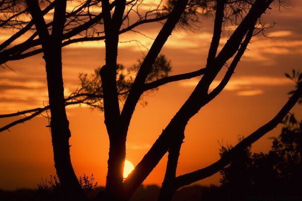 Diversi alberi sullo sfondo del tramonto