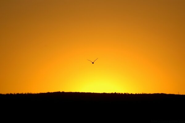 A silhouette in the sky. Sunset and dawn