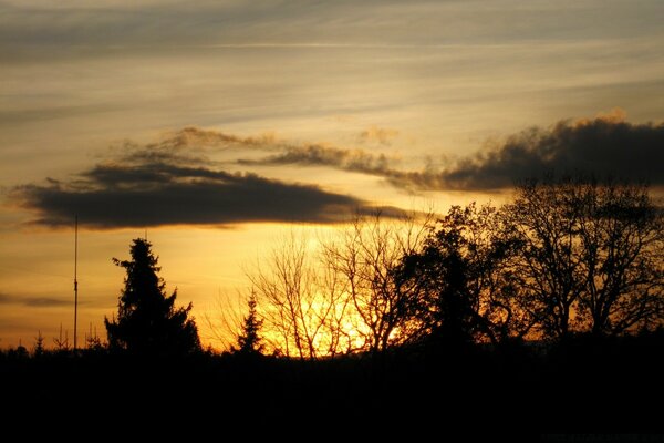 Sonnenuntergang Landschaft des jungen Waldes