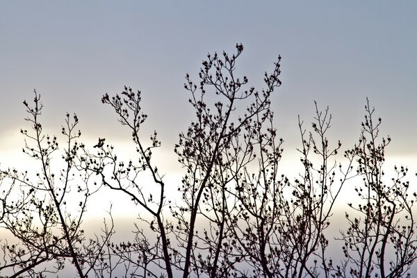 Ramas de arbustos de otoño contra un cielo azul pálido