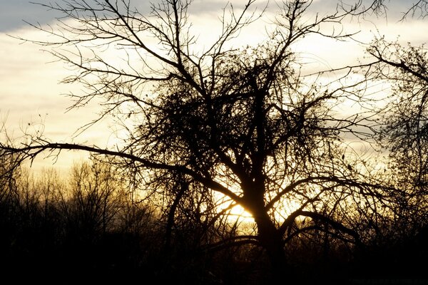 A branching tree in the fog in the evening