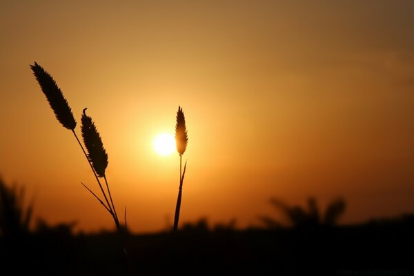 Die Natur schläft bei Sonnenuntergang ein