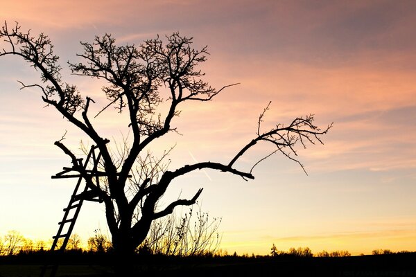 Árbol con escaleras al amanecer