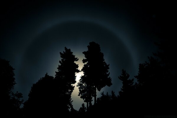 Paesaggio di straordinaria bellezza con la luna che si nasconde tra due alberi all ombra