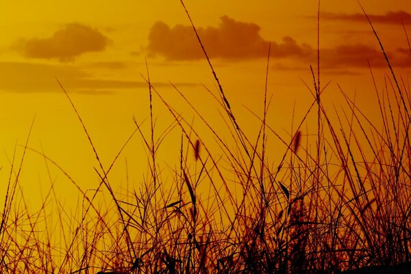 Orange Hintergrund und schwarzes Gras