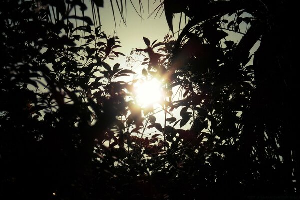 Silhouette der Bäume auf dem Hintergrund der Sonne