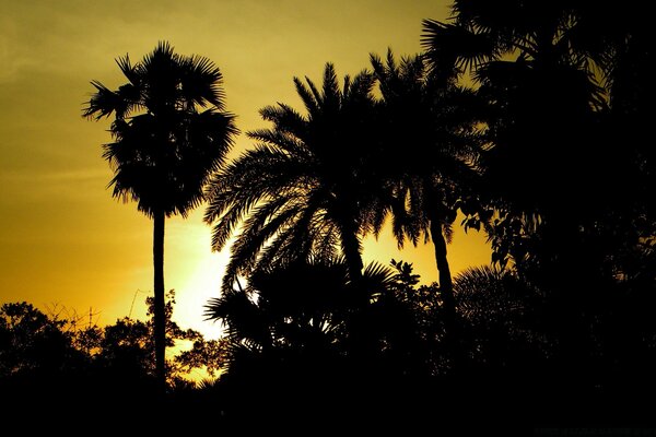 Silhouette of a tree on the beach at sunset