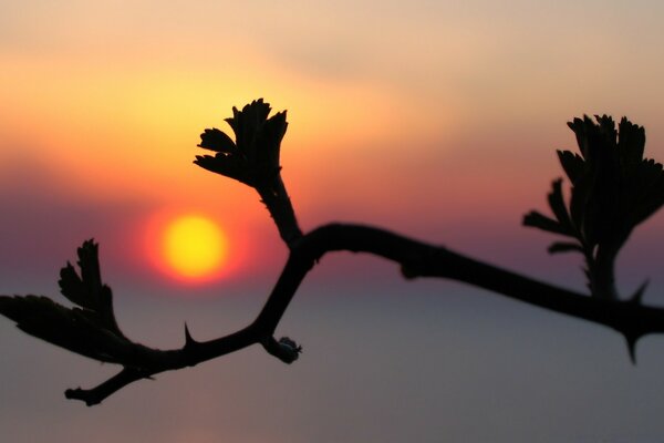 Silhouette of nature at sunset