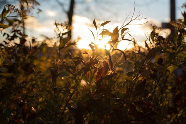 Photos of nature against the background of the rising sun