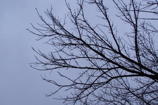 Arbre d hiver sur fond de ciel sombre