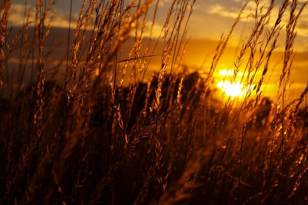 Zaat through the ears of rye