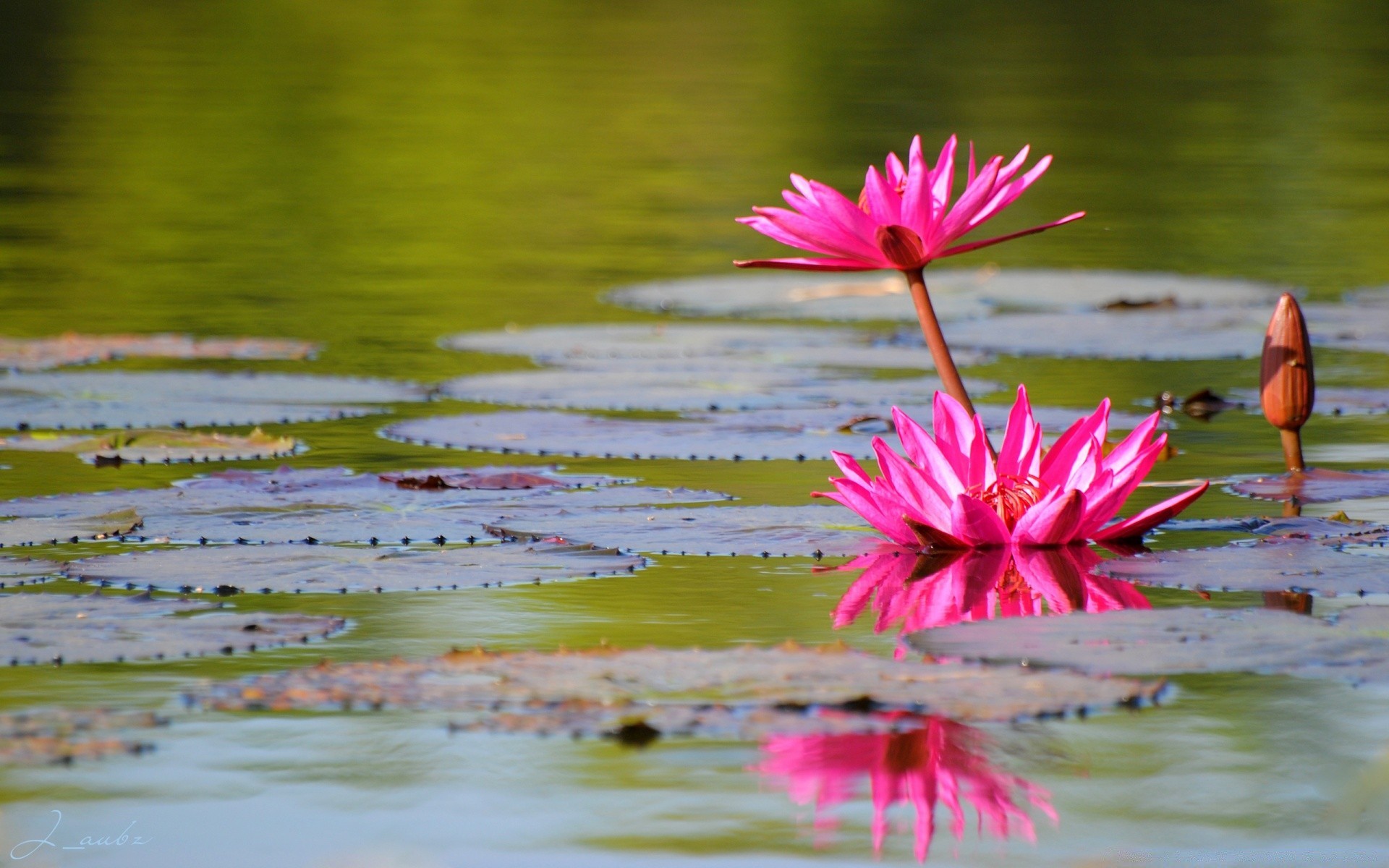 lac piscine nature eau fleur lotus lily été tropical flore feuille natation belle bluming jardin à l extérieur réflexion couleur parc