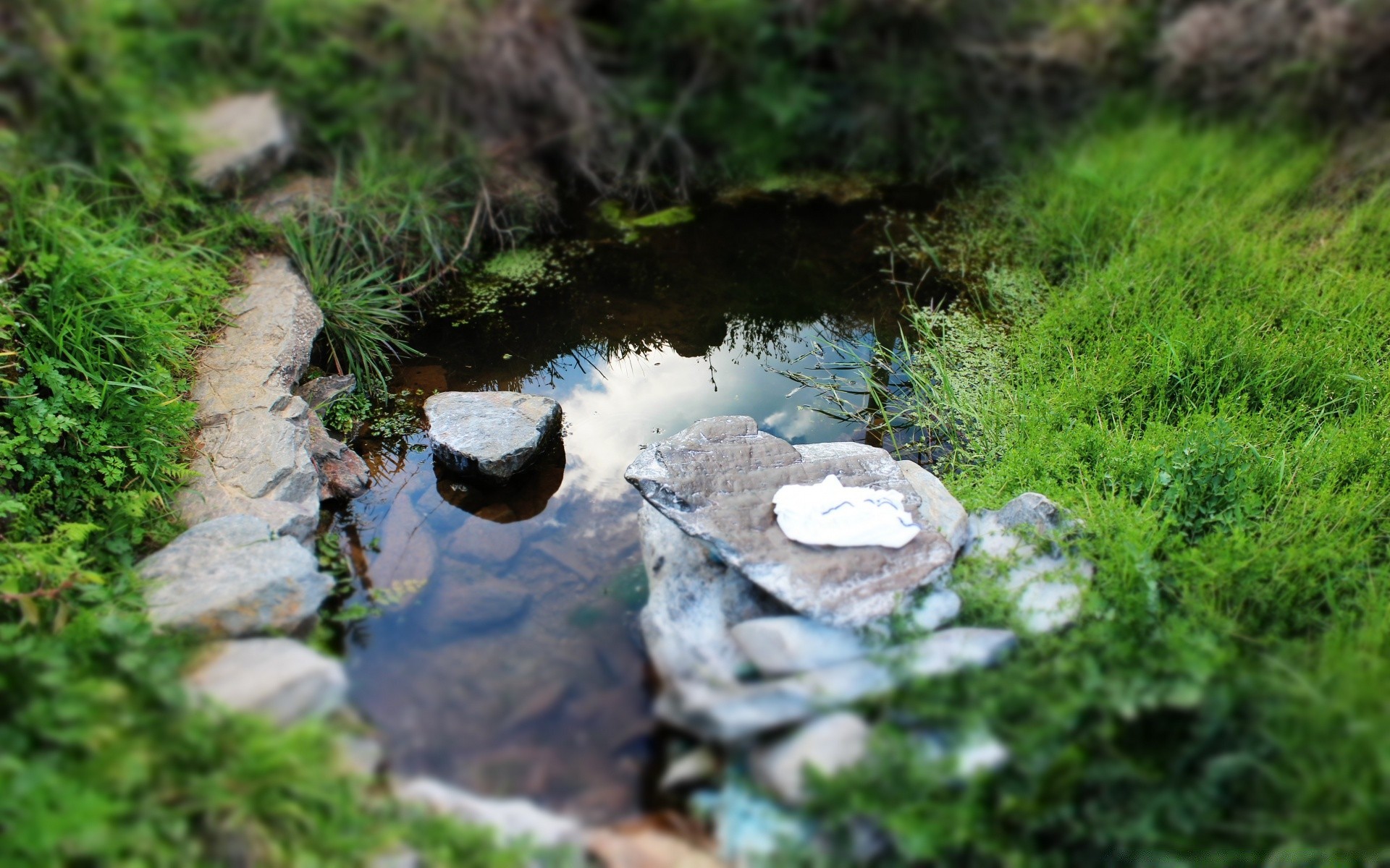 see natur wasser holz im freien moos holz fluss gras wild blatt sommer fluss rock umwelt park landschaft