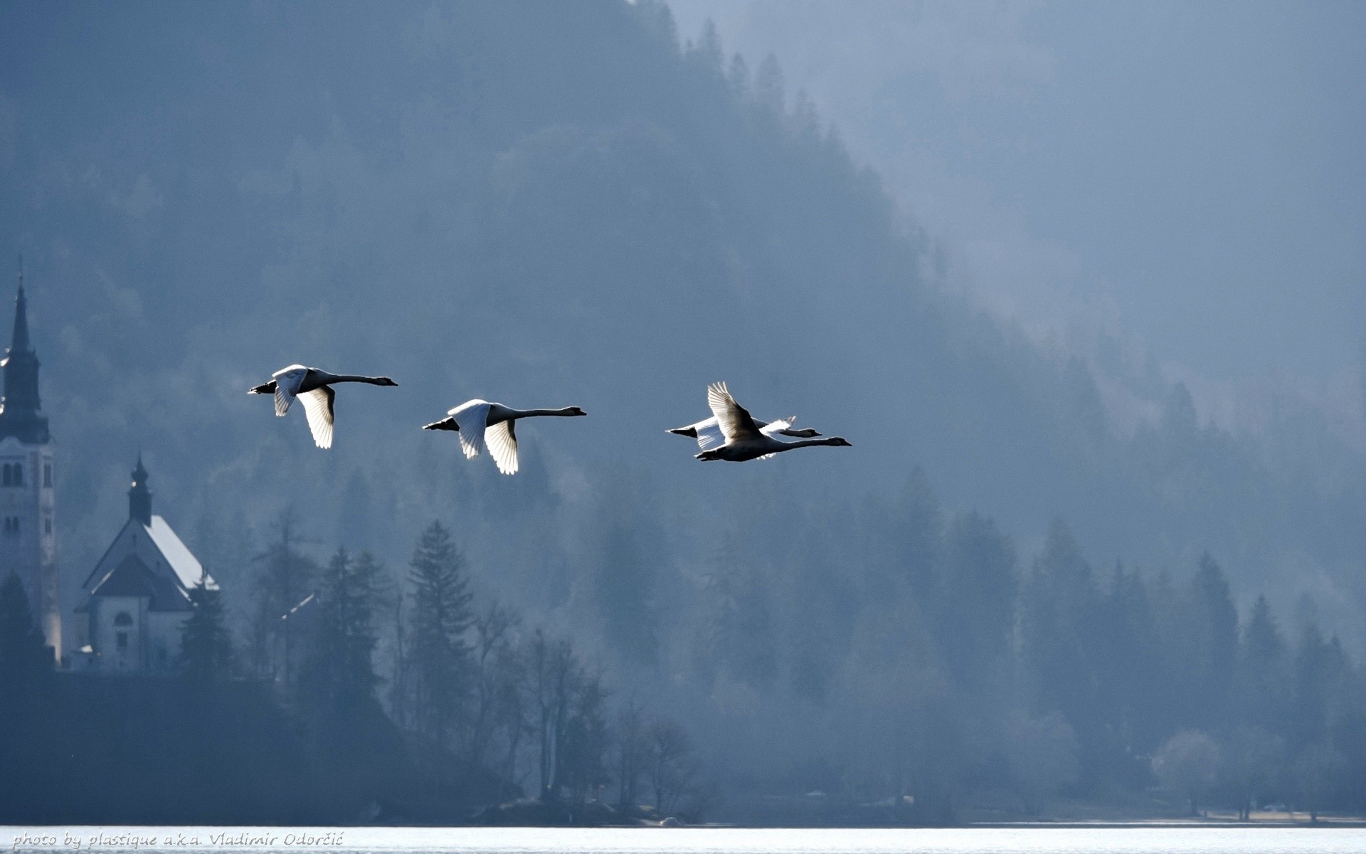 lago pájaro vida silvestre invierno nieve agua cielo naturaleza al aire libre gaviotas vuelo aves acuáticas ganso paisaje