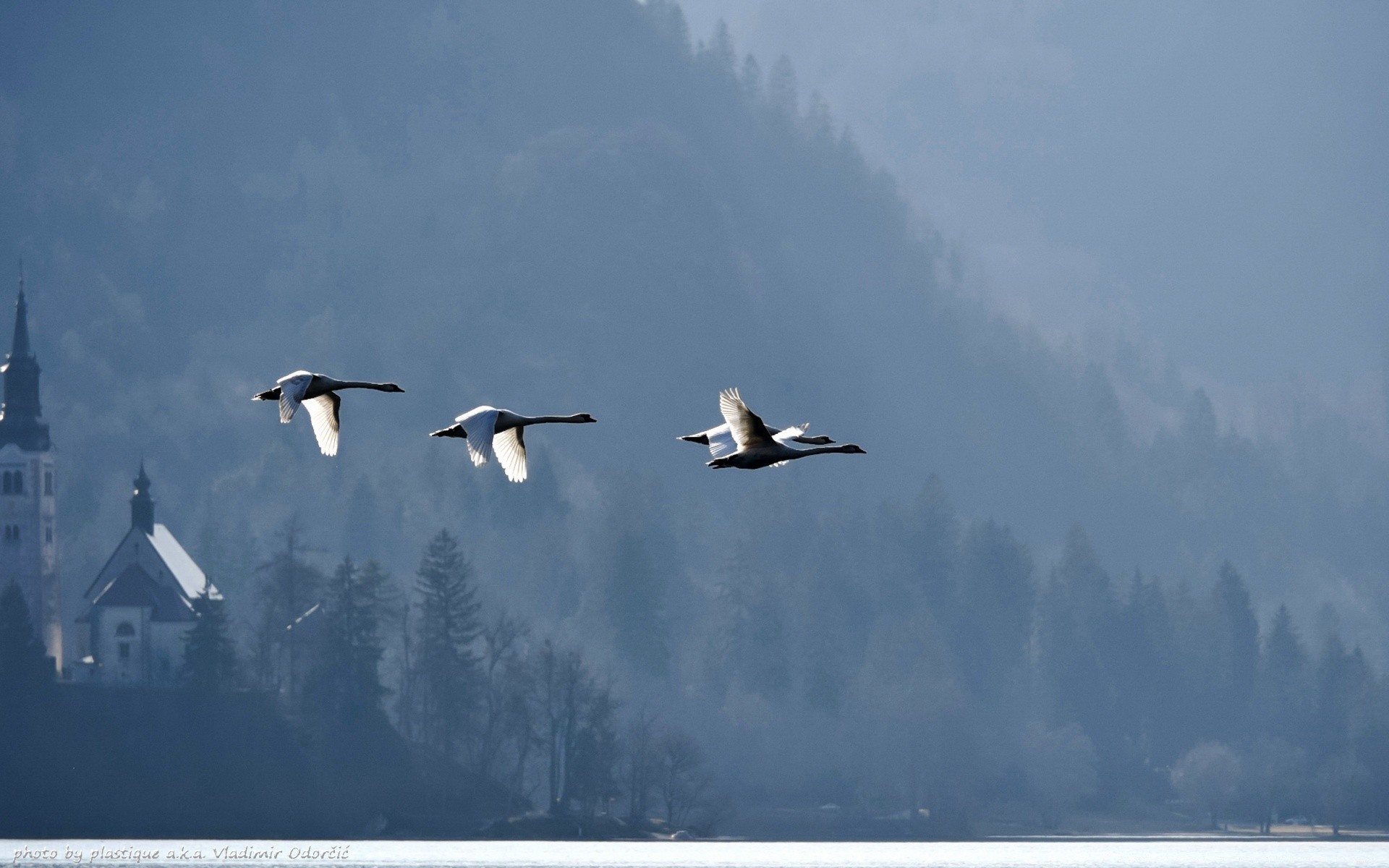 озера птица дикой природы зима снег воды небо природа на открытом воздухе чайки рейс водоплавающие гусь пейзаж