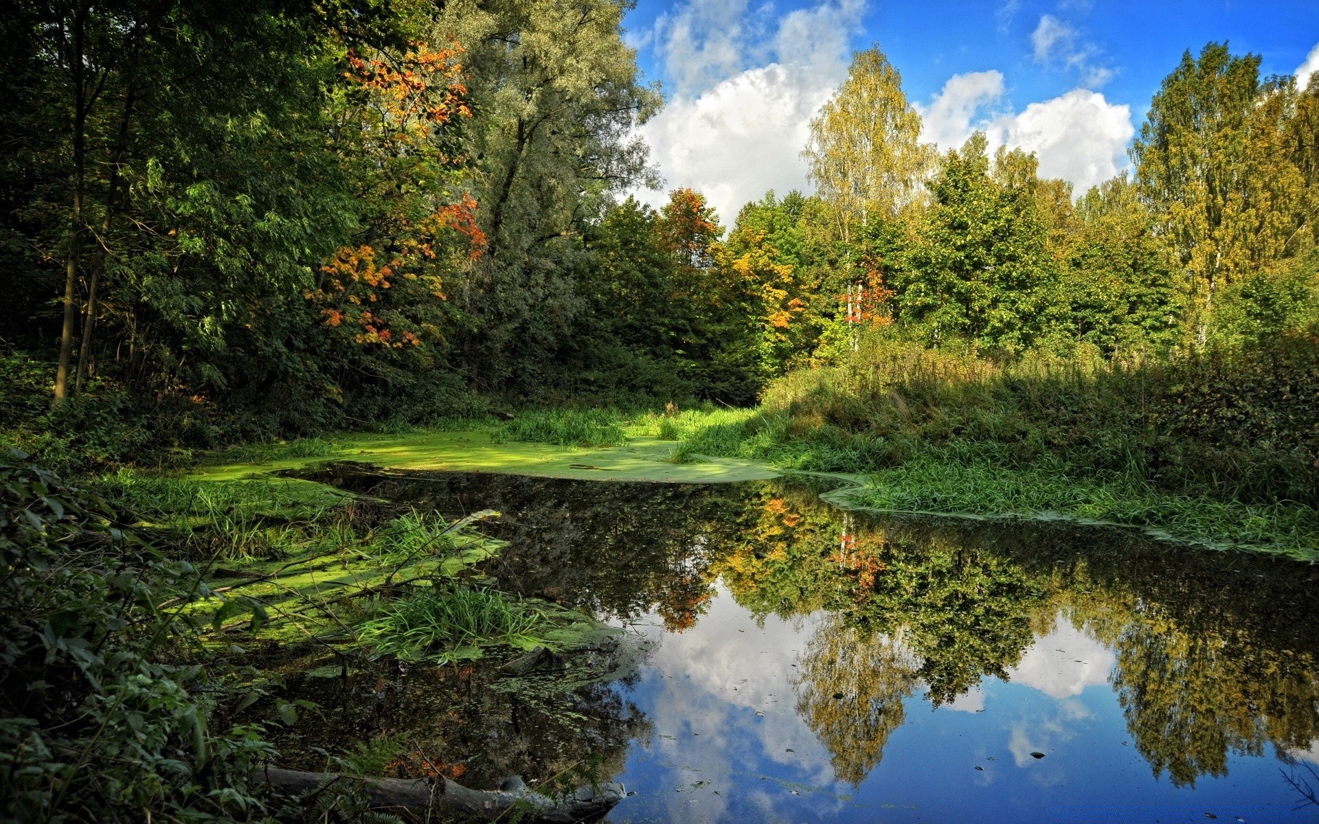 lake nature landscape tree wood water scenic outdoors leaf river park fall reflection summer environment scenery pool season grass