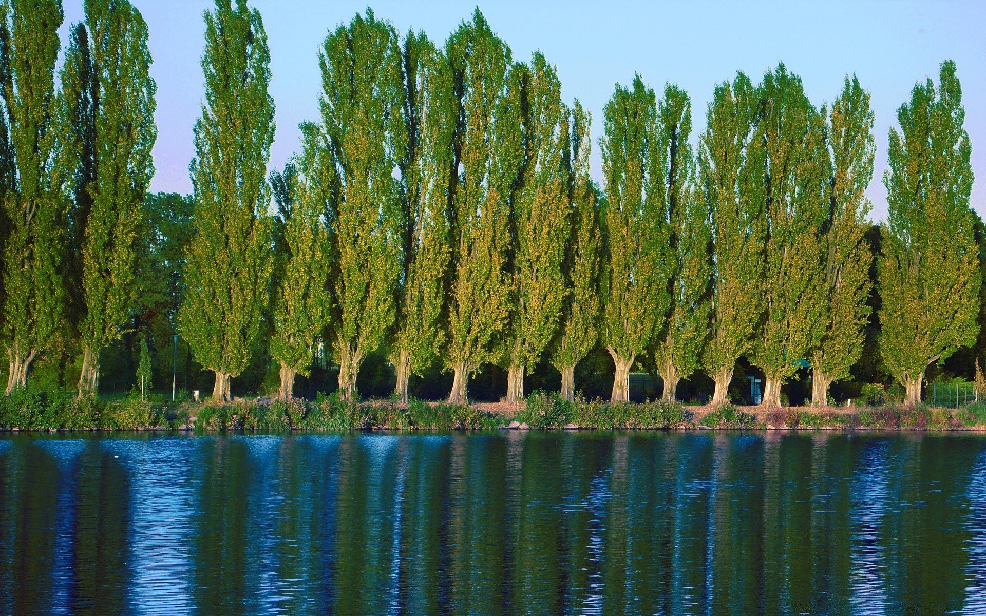 lake tree nature water outdoors landscape wood environment river summer flora reflection sky leaf park scenic season daylight color