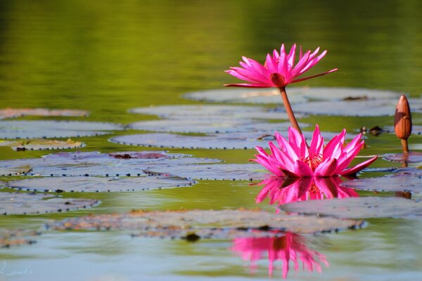 Water lilies on the lake. Pink flower