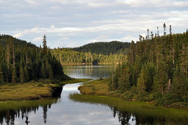 Karelian lake, firs and pines