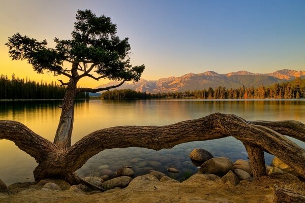 Quiet sunset near the mighty fir tree on Bera