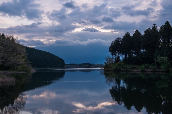 Grands pins au bord d un lac forestier