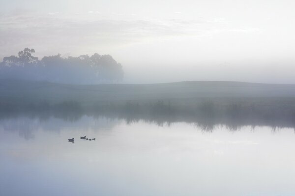 Familia de patos en el lago en la niebla