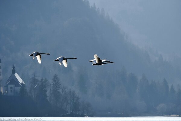 Cisnes volando sobre el lago sangre por plástico aka Vladimir odorcic