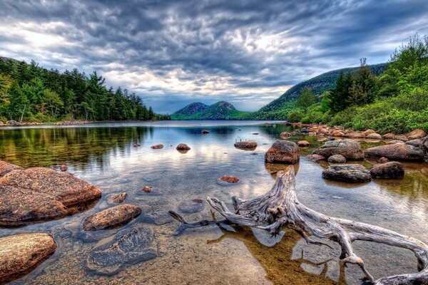 Чиста вода у водоймі в лісі