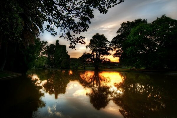 Économiseur d écran pour les arbres d ordinateur au coucher du soleil