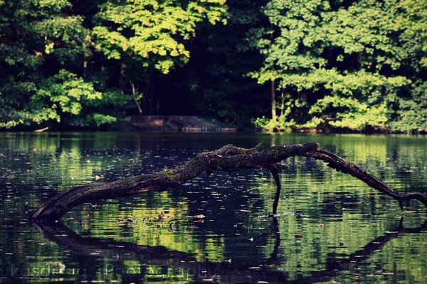 Bewachsener Waldteich mit Treibholz