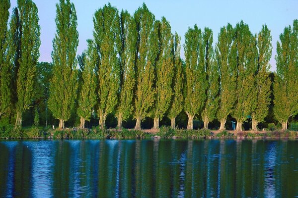 Чистая кристальная вода и зеленый лес на горизонте