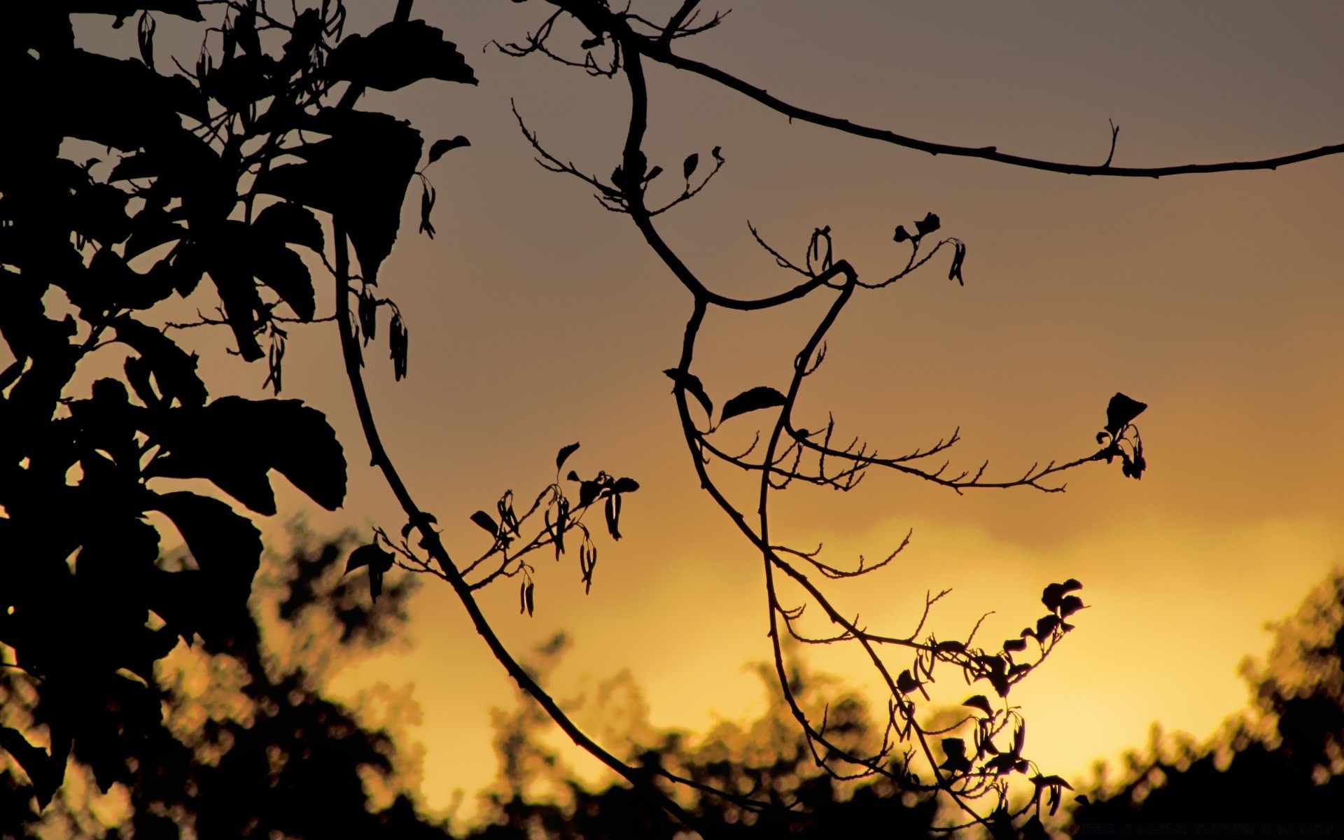 cielo pájaro silueta árbol cuervo naturaleza paisaje escritorio luz otoño cielo puesta de sol iluminado color vida silvestre amanecer cuervo hoja rama