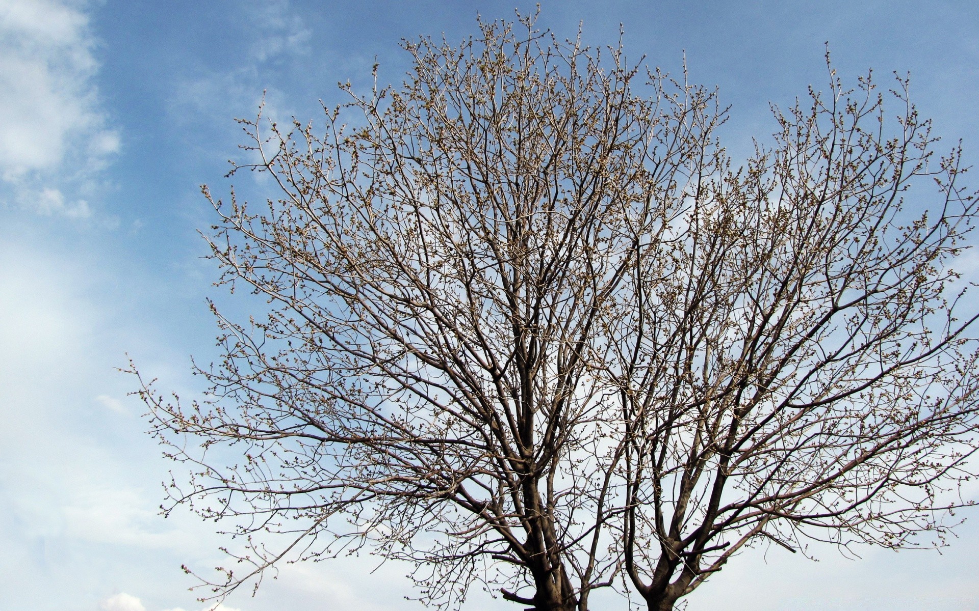 cielo albero ramo natura paesaggio legno stagione inverno foglia uno all aperto cielo tempo crescita tronco bel tempo ambiente autunno luminoso sole