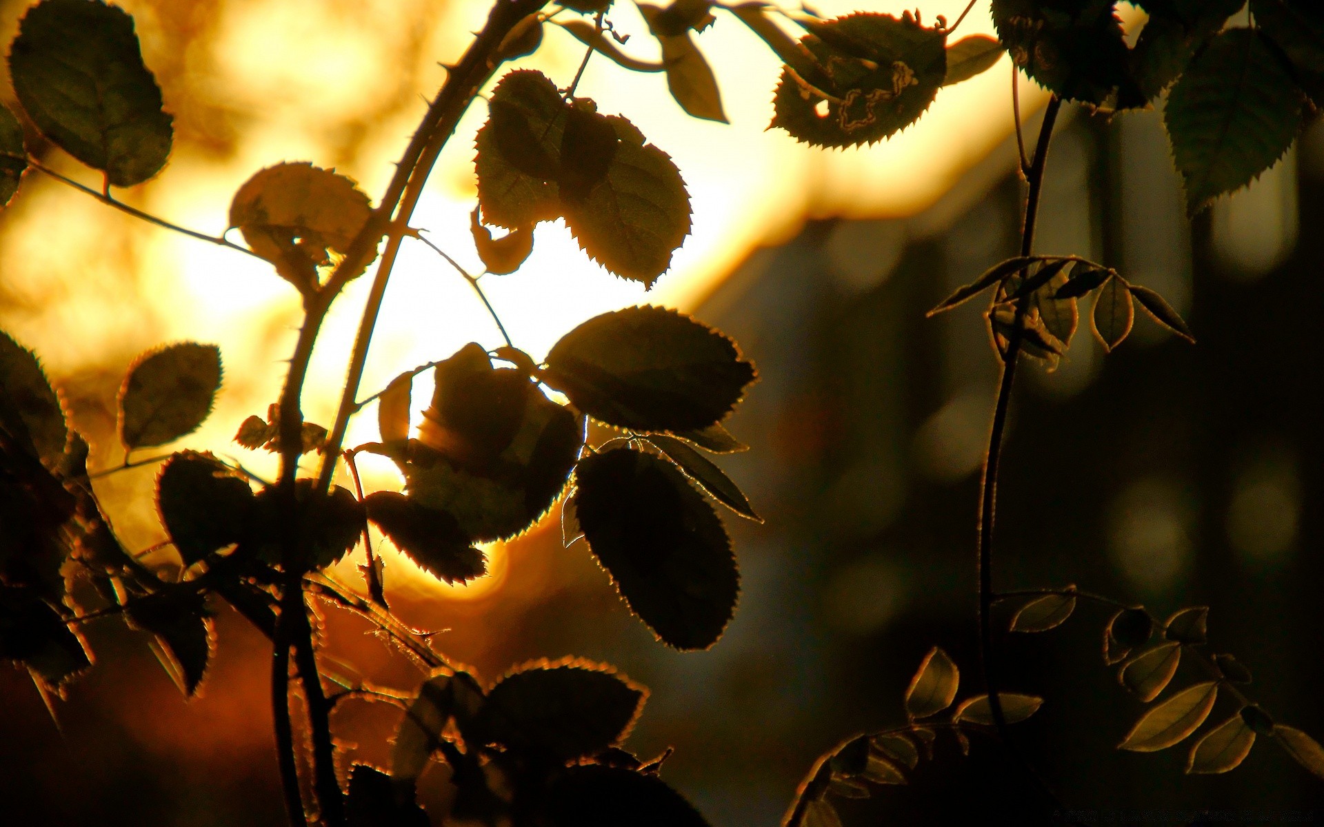 céu natureza folha luz inseto cor flora ao ar livre árvore