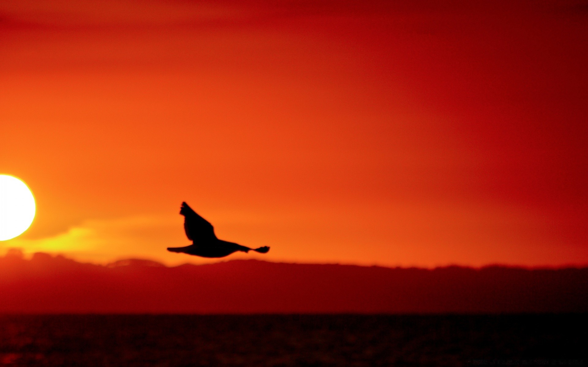 the sky sunset evening dawn backlit silhouette dusk sun sky light water moon