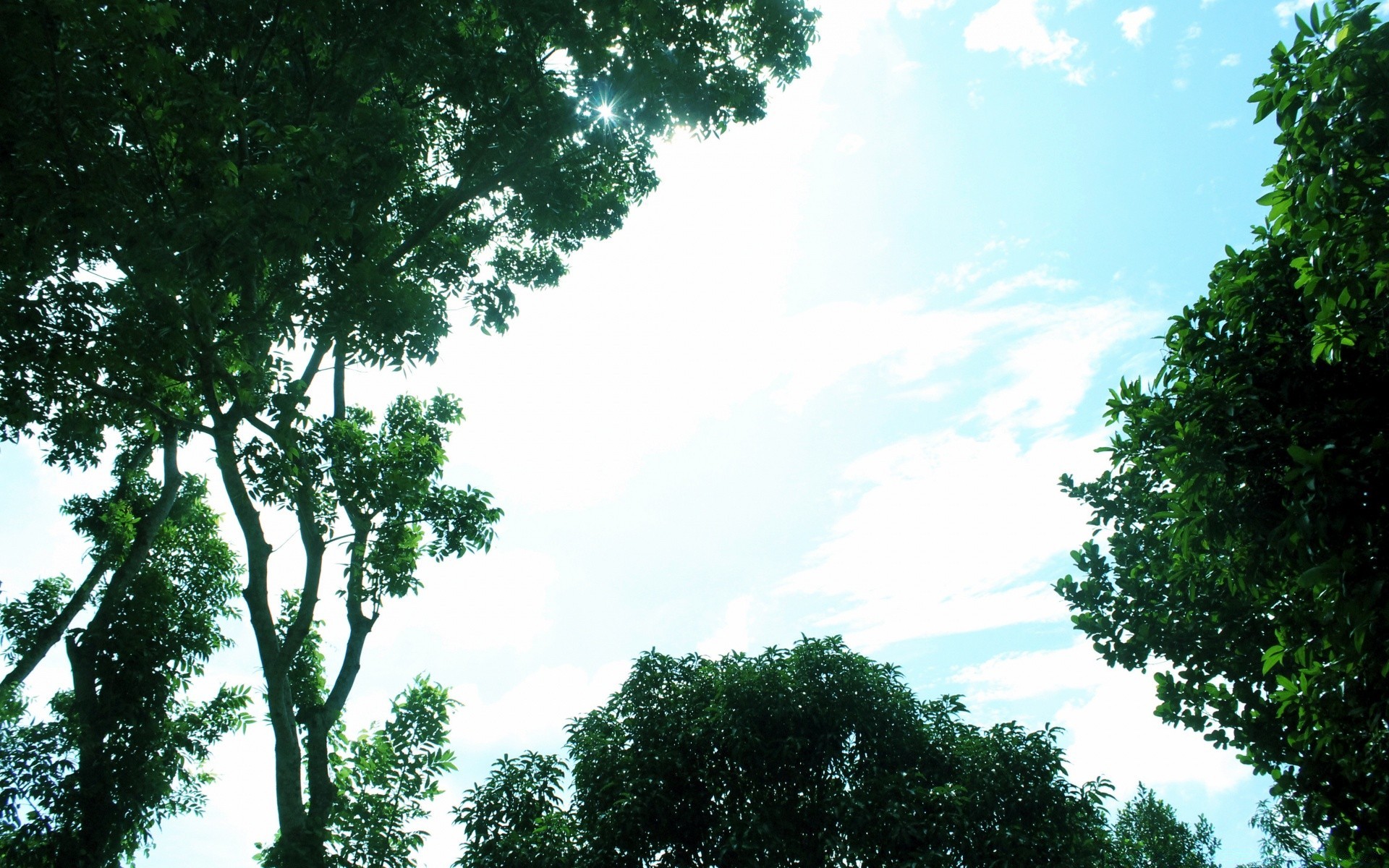 cielo albero paesaggio natura foglia legno ambiente all aperto parco estate bel tempo lussureggiante luminoso luce del giorno ramo sole scenico cielo flora tempo