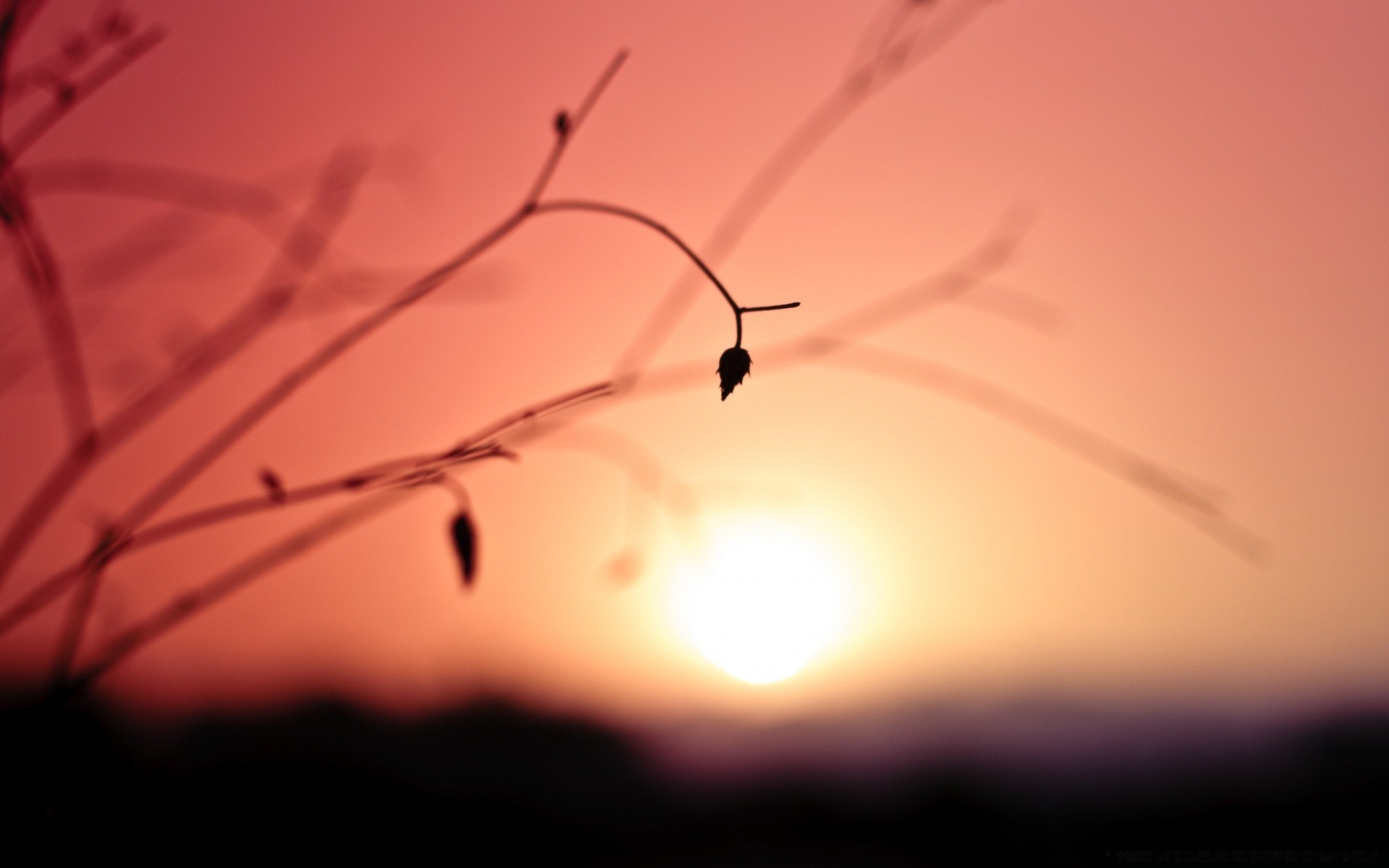 cielo ragno tramonto insetto paesaggio alba sole astratto natura luce silhouette cielo desktop sfocatura