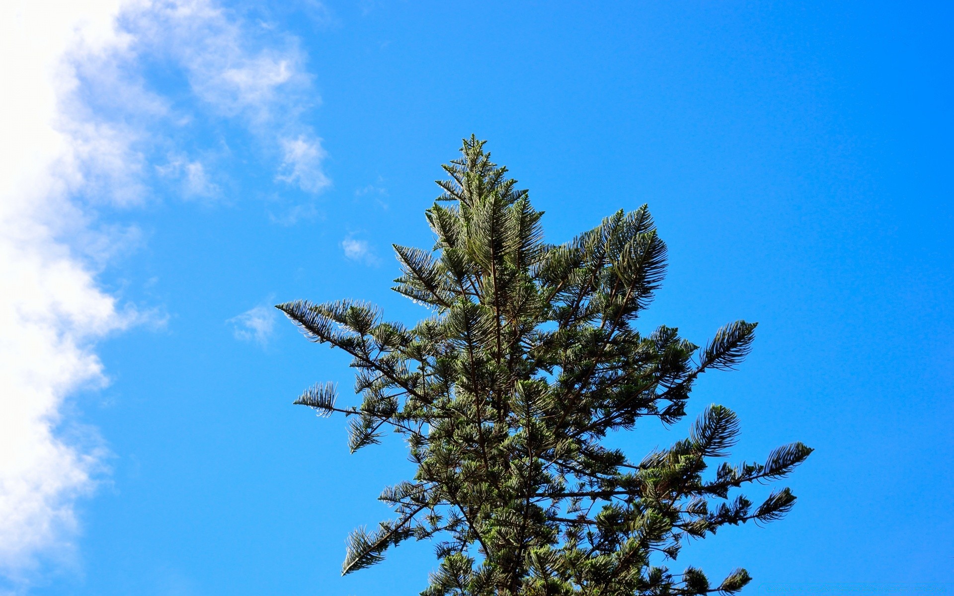 cielo albero all aperto natura cielo conifere inverno ramo flora foglia evergreen luce del giorno paesaggio stagione desktop