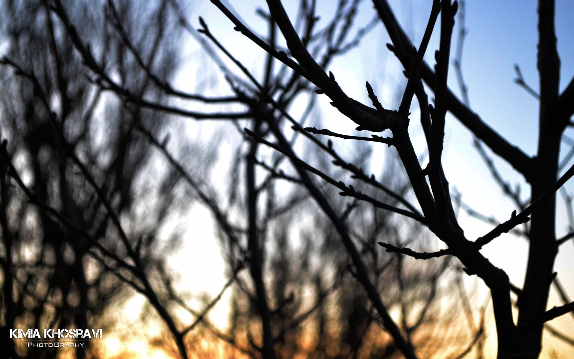 the sky tree outdoors nature wood branch winter fall season leaf environment bird sky flora snow