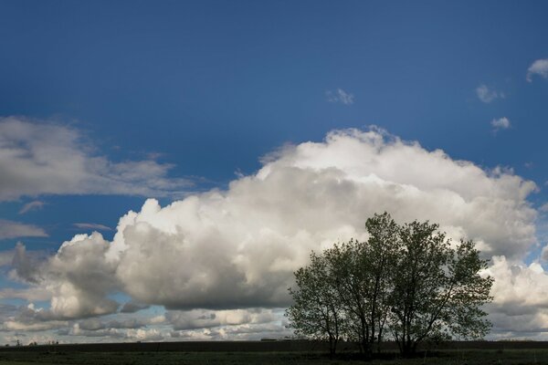 Einsamer Baum vor dem Hintergrund der Wolken