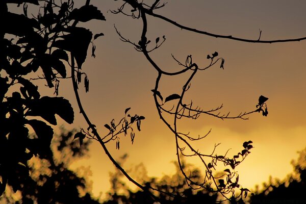 Ramas secas del árbol al atardecer