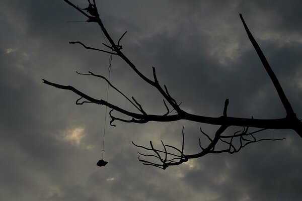 Silhouette of a tree branch against a dark cloud