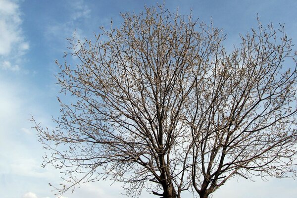 Einsamer Baum im Frühling auf Himmelshintergrund