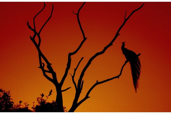 Sunset peacock tree silhouette