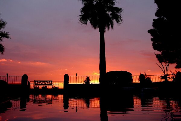 Sunset sur palmera cielo reflexión