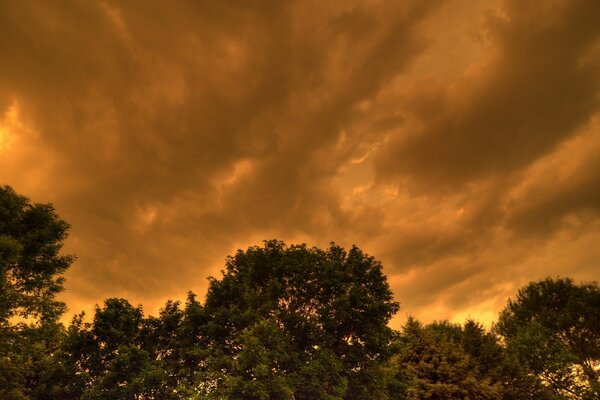 Forêt coucher de soleil feu ciel