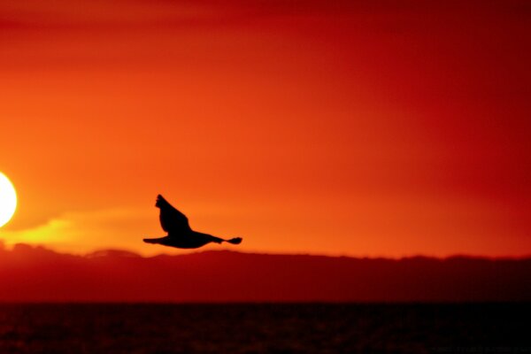 Fliegender Vogel vor dem Hintergrund, der in den Sonnenuntergang geht