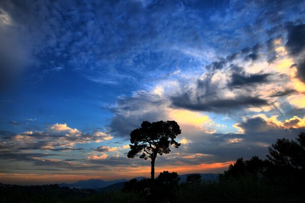 Silueta de un árbol contra el cielo