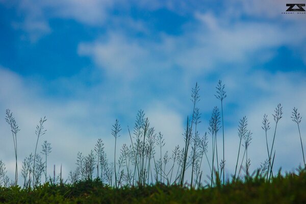 Evening grasses darken in silhouette